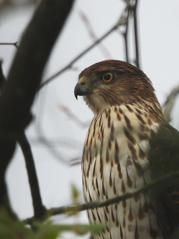 Coopers hawk head