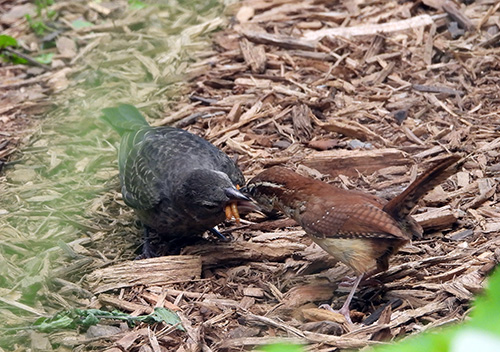 Carolina wren feeding cowbird baby