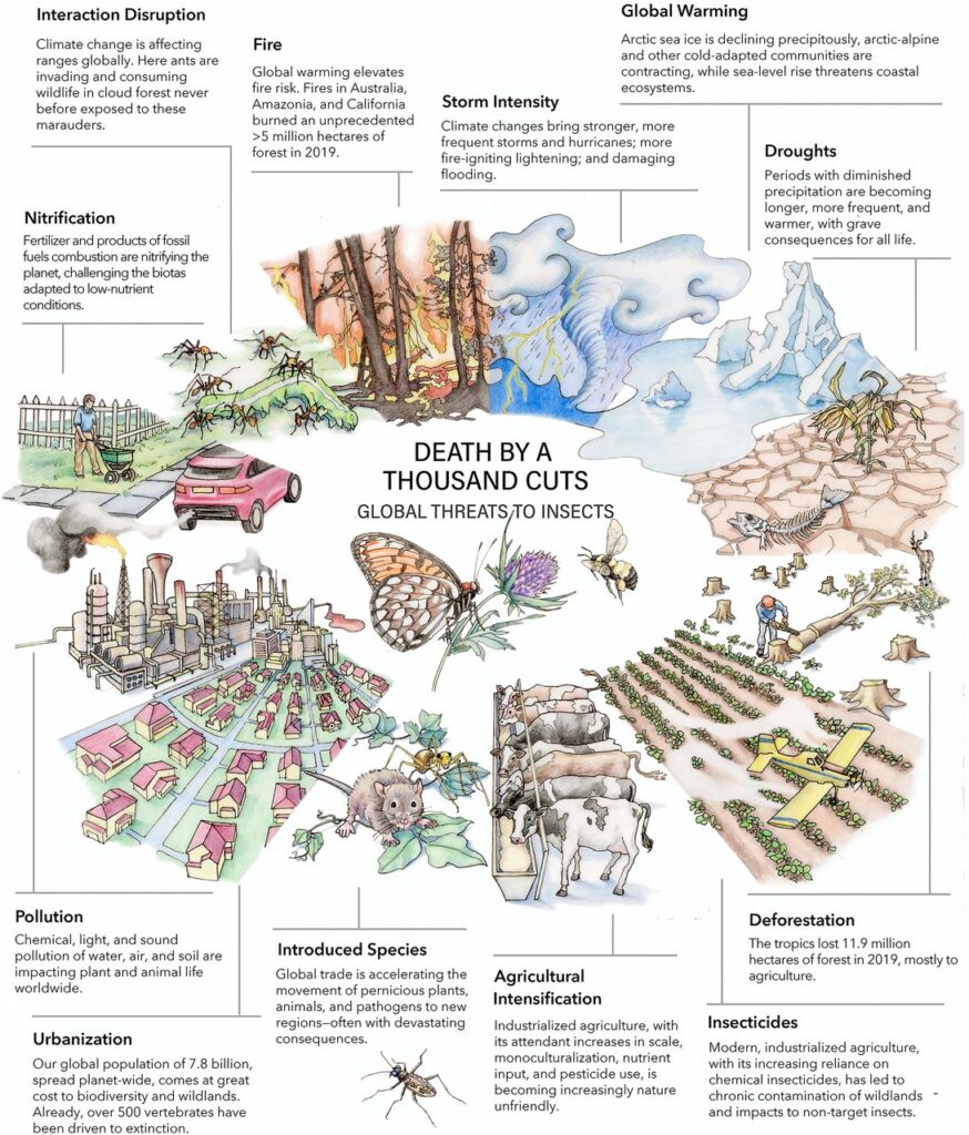 Insects – Our Habitat Garden