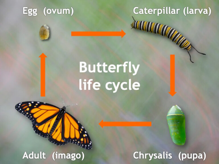 Butterflies and other lepidoptera – Our Habitat Garden