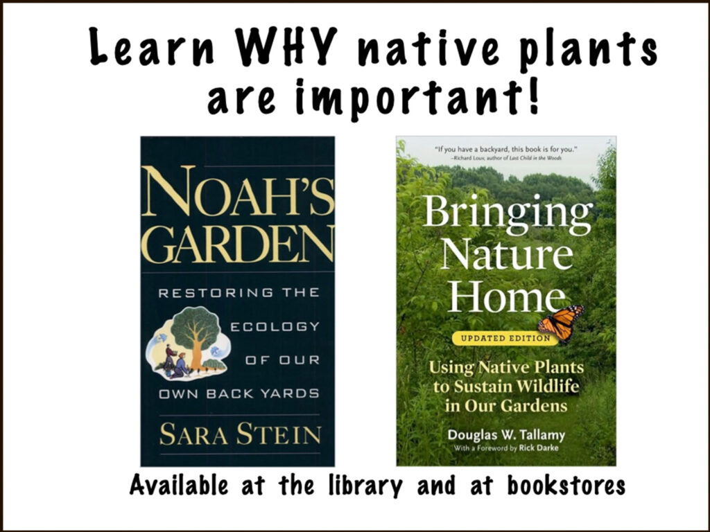 Why native plants are important