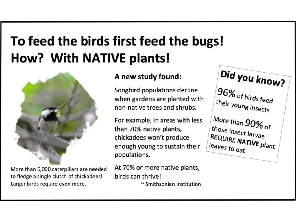To feed the birds, feed the bugs
