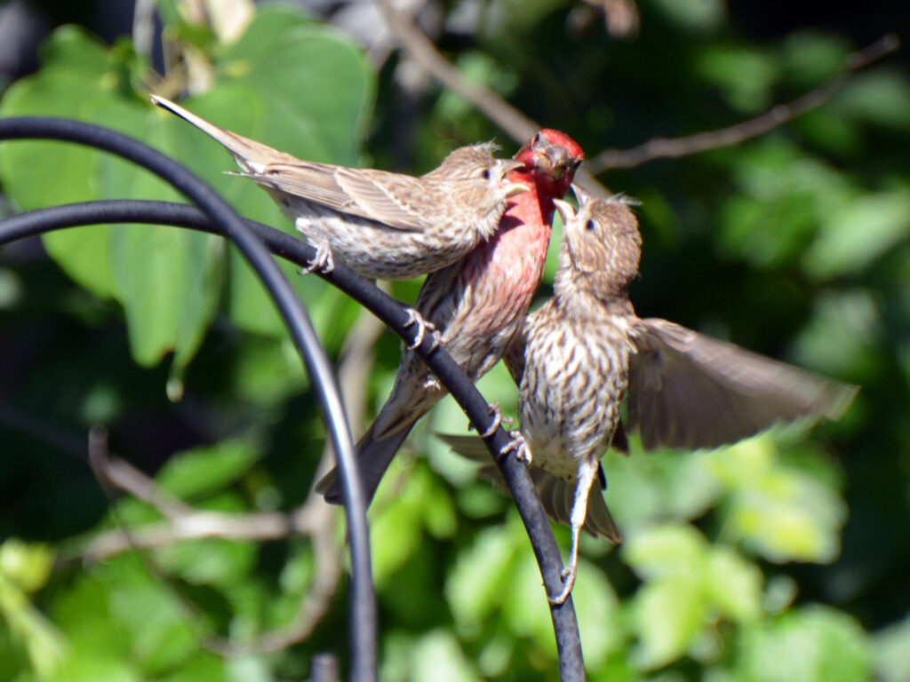 House finch babies bugging parent