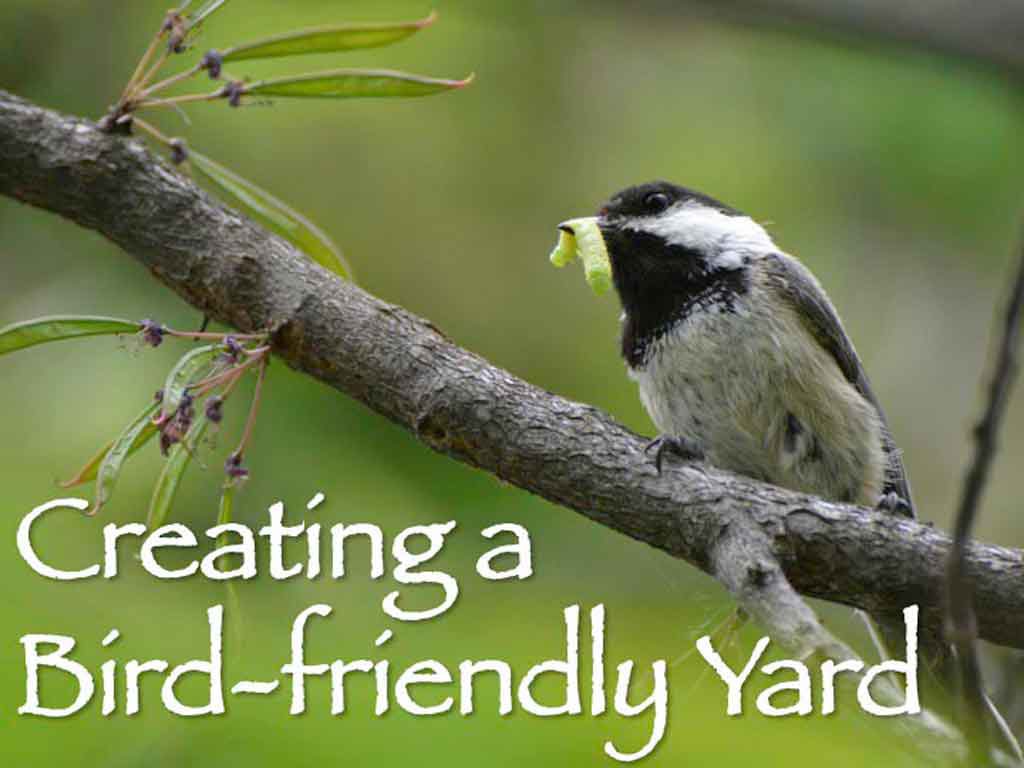 Creating a Bird-Friendly Yard