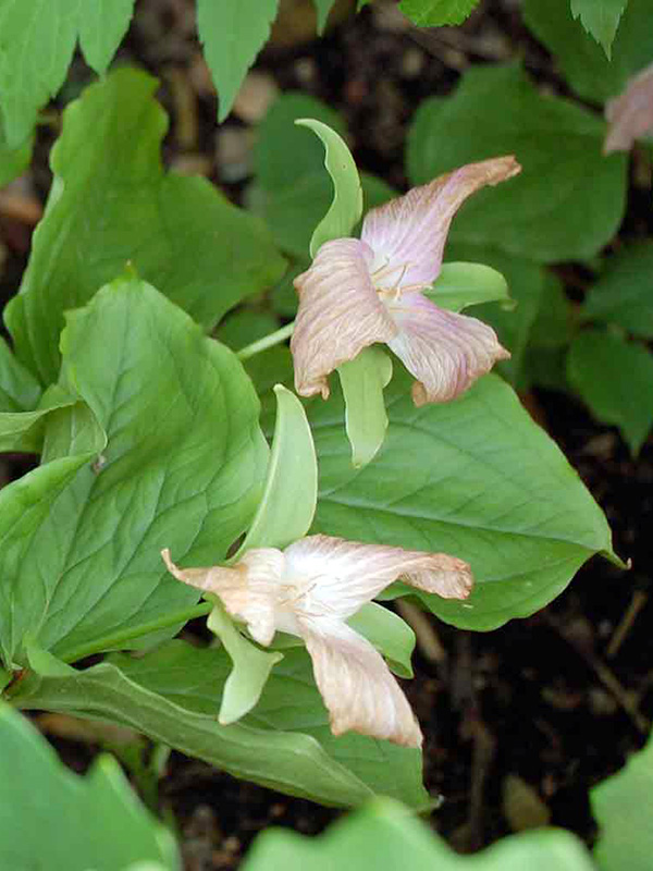 Trillium gone by