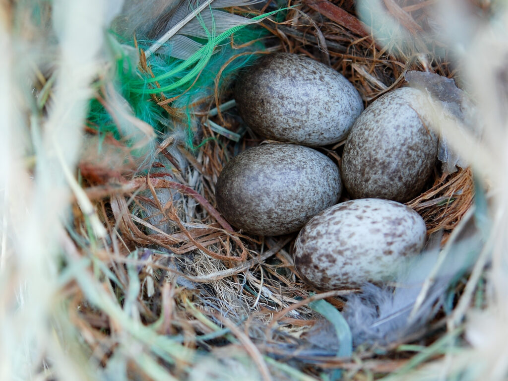House sparrow nest