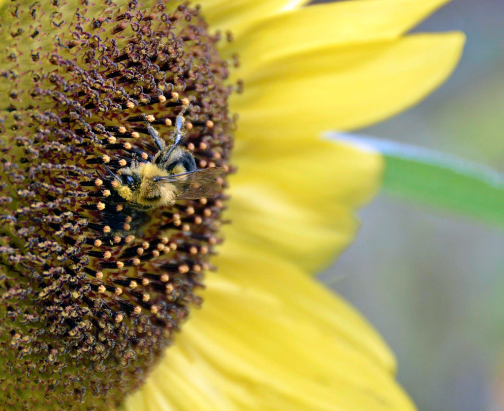 Sunflowers are bee-friendly