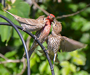 A house finch family