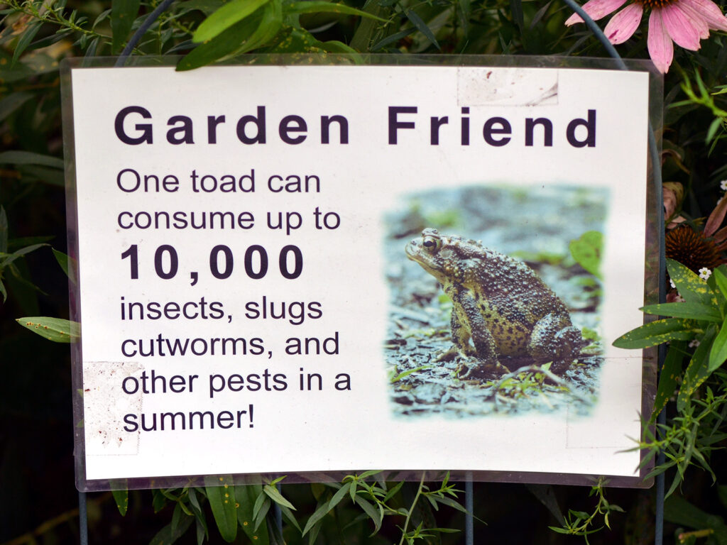 Toads are a habitat friend