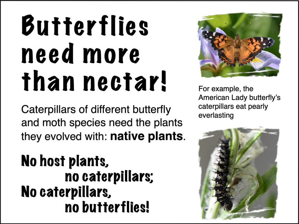 Butterflies need host plants