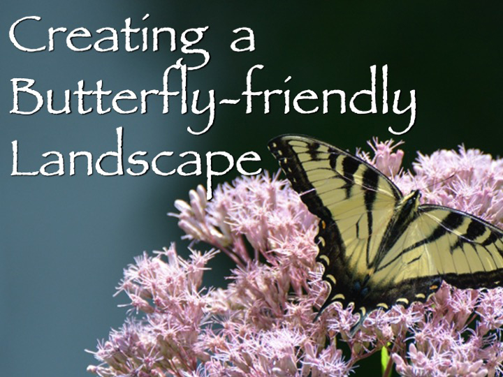 Creating a Butterfly Friendly Landscape presentation