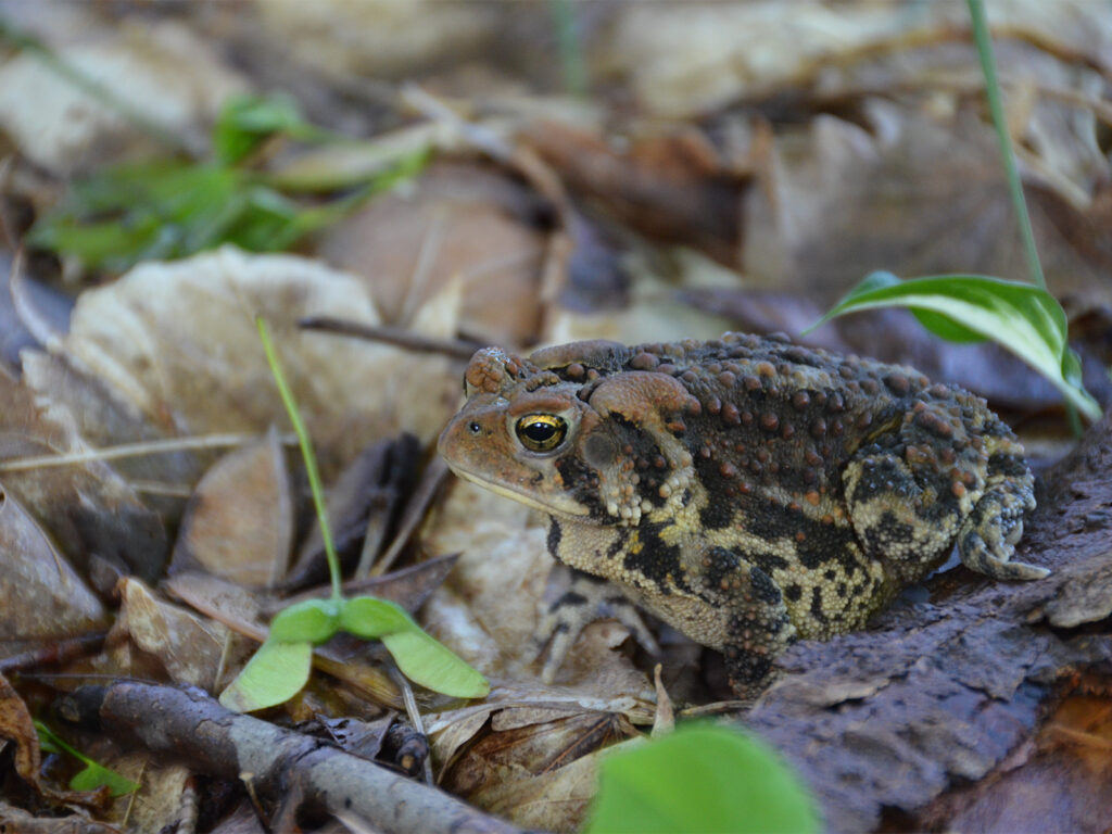 Toad in the leaf litter