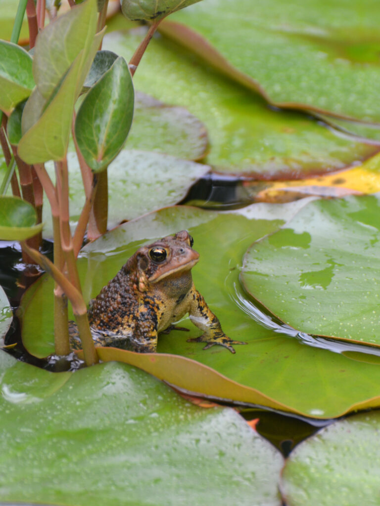 Toad on a lily pad