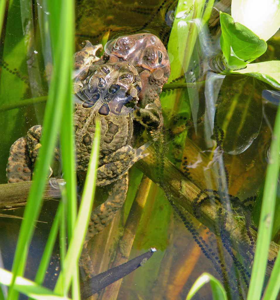 American toads mating; note string of eggs
