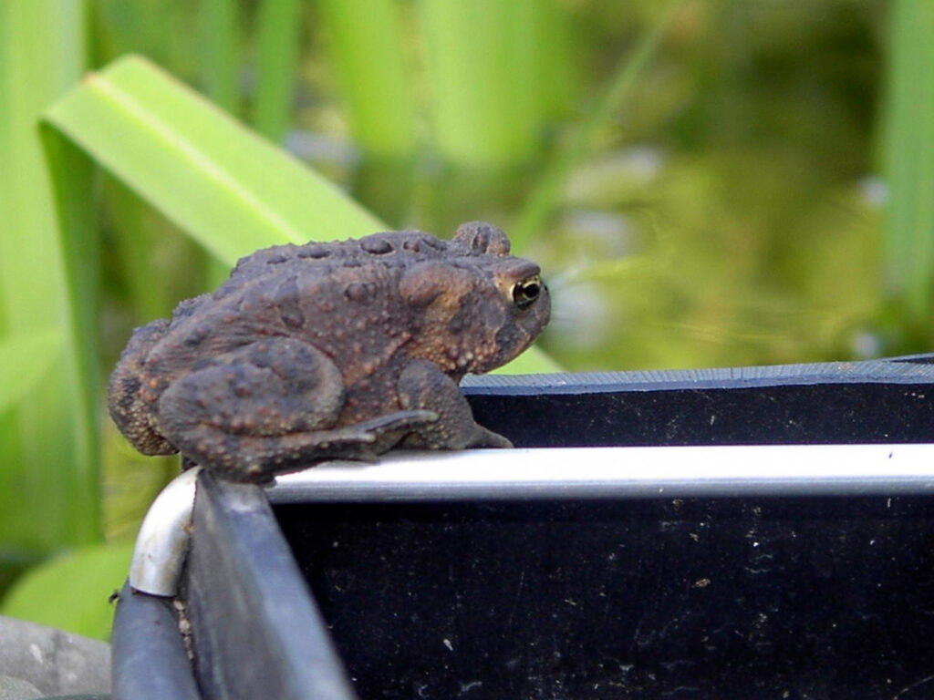 Toad on the skimmer