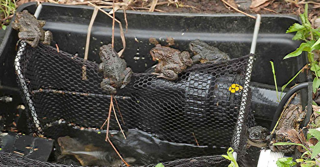 Toads raising young – Our Habitat Garden