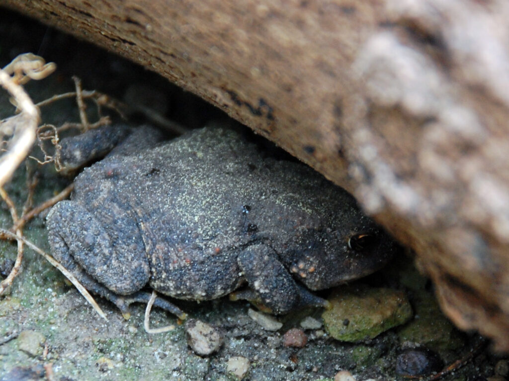 Juvenile toad hiding