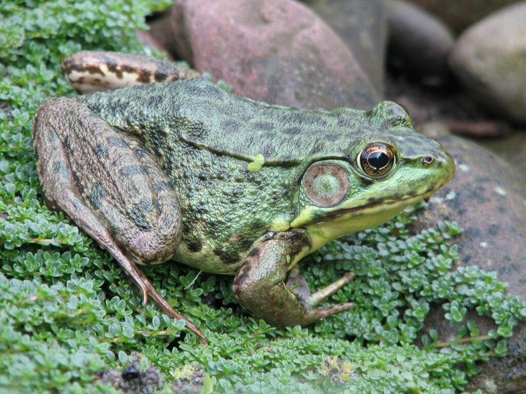 Frog hunting