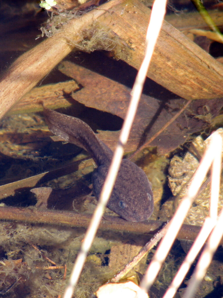 Frog tadpole with tail