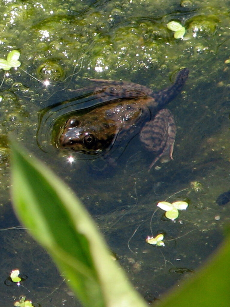 Frog tadpole with legs and a tail