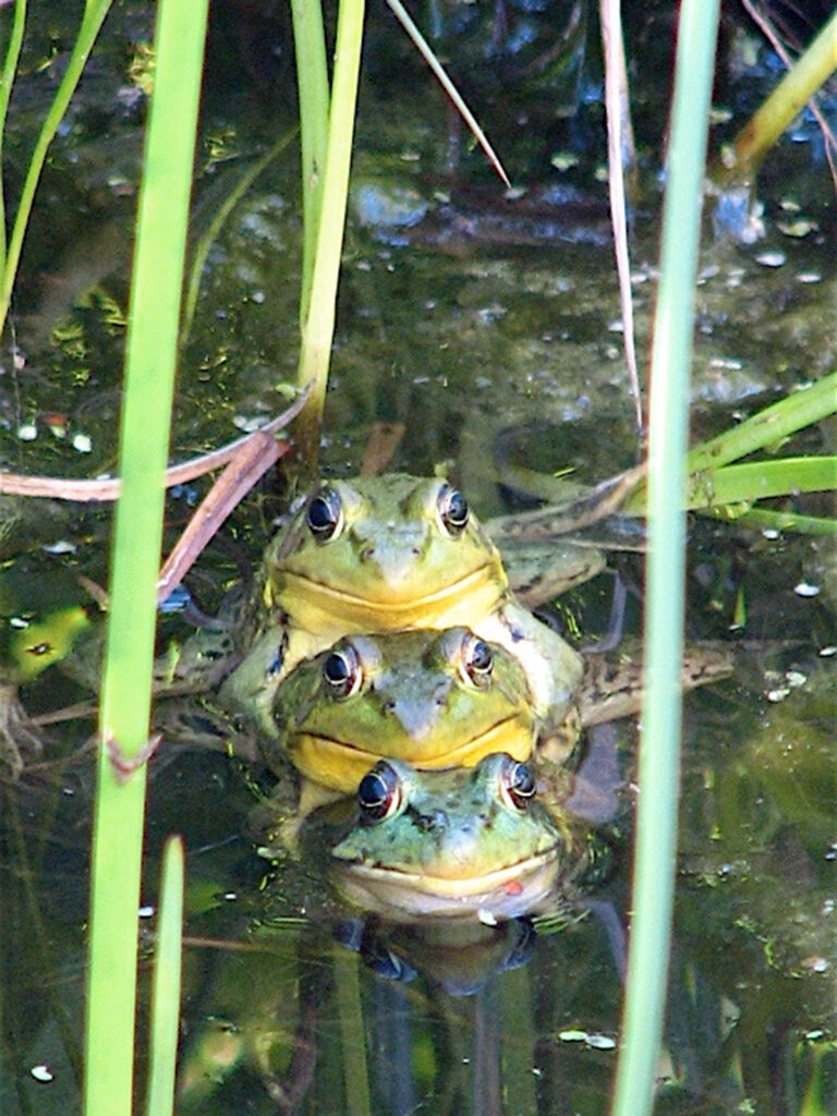Toads raising young – Our Habitat Garden