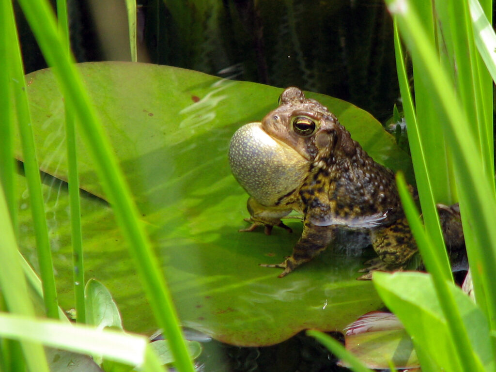 Male toad singing for a mate