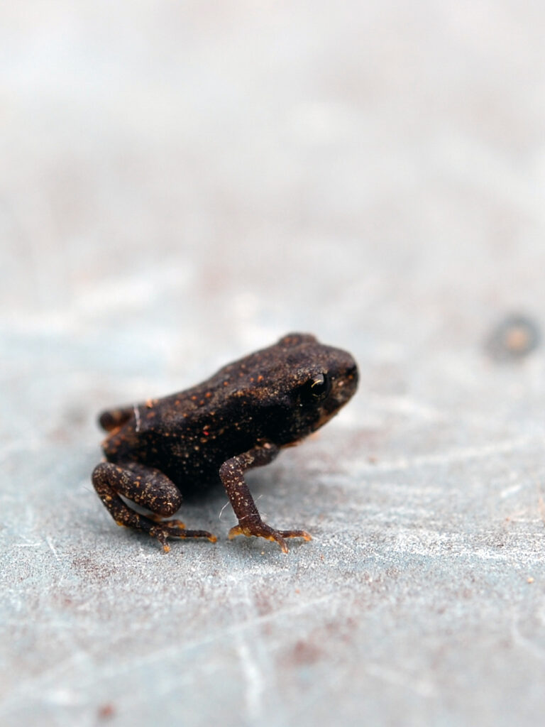 A young toad without a tail