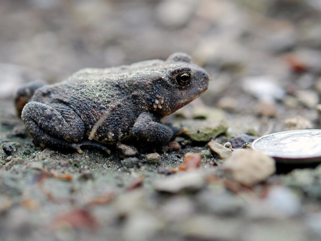 A juvenile toad with size compared to a dime