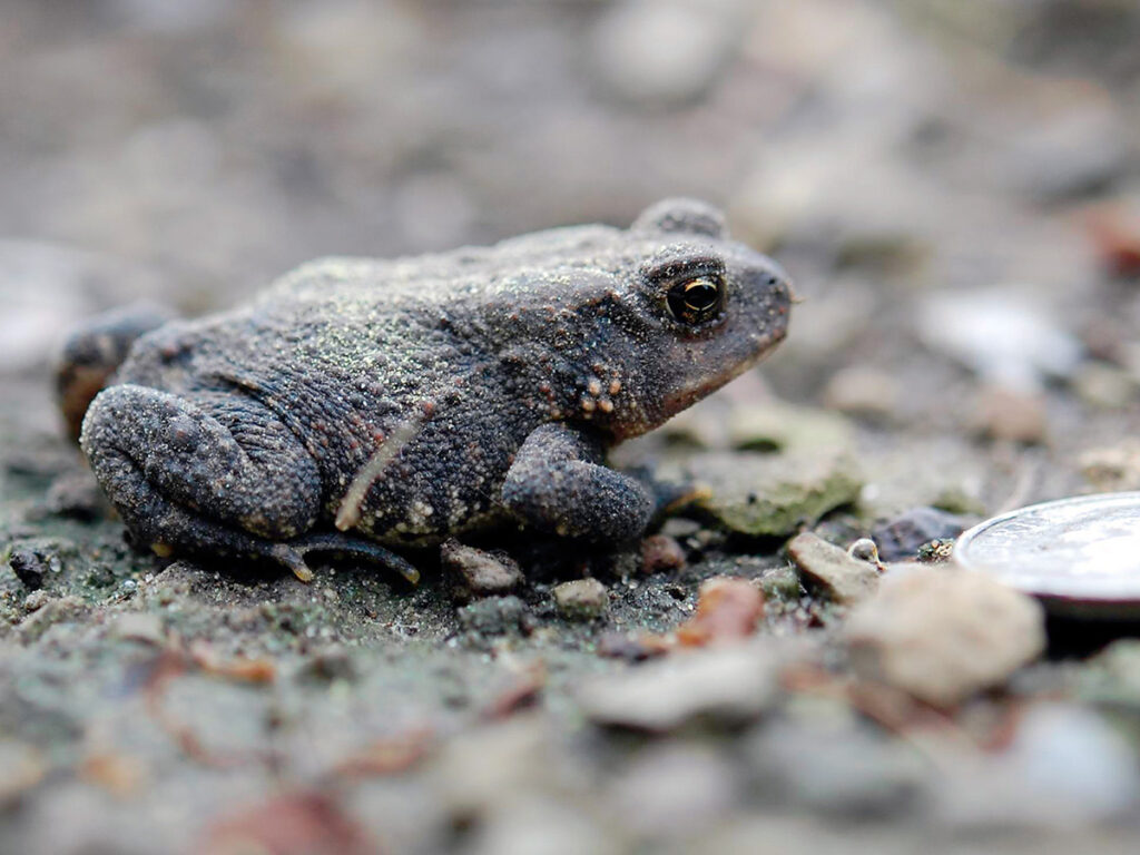 A juvenile toad with dime as comparison