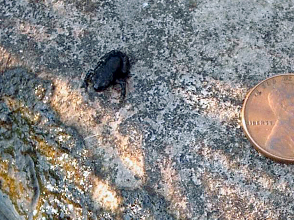 Toadlet size compared to a penny