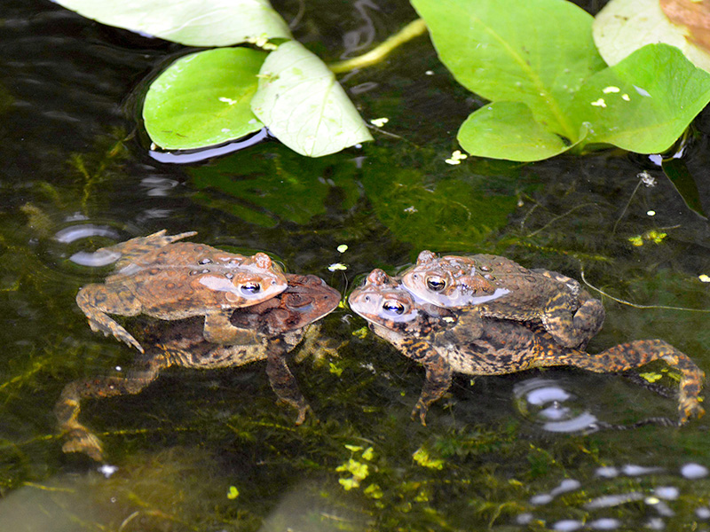 Two pairs of mating toads
