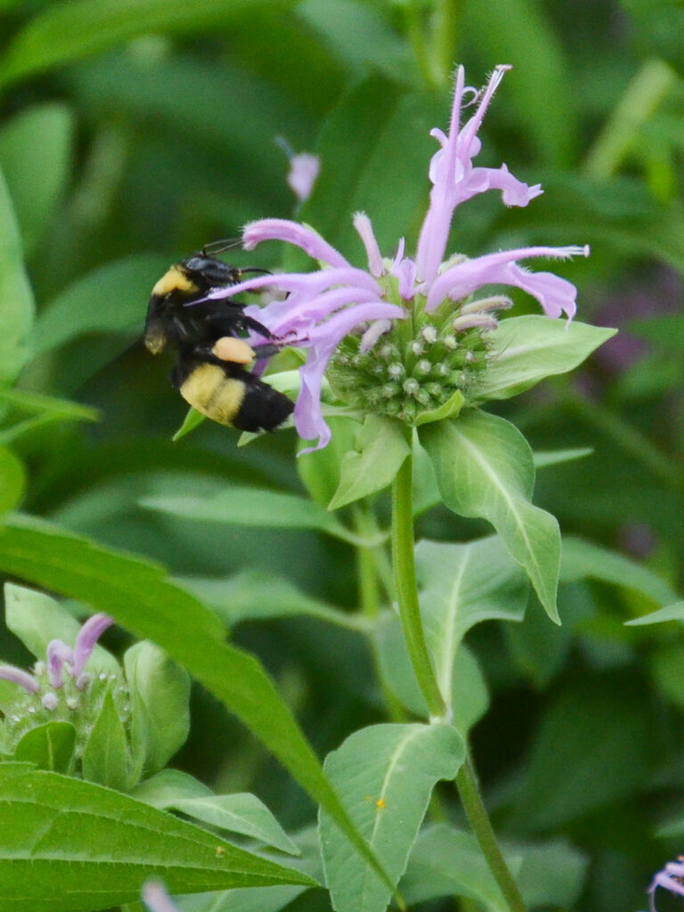 Black and gold bumble bee