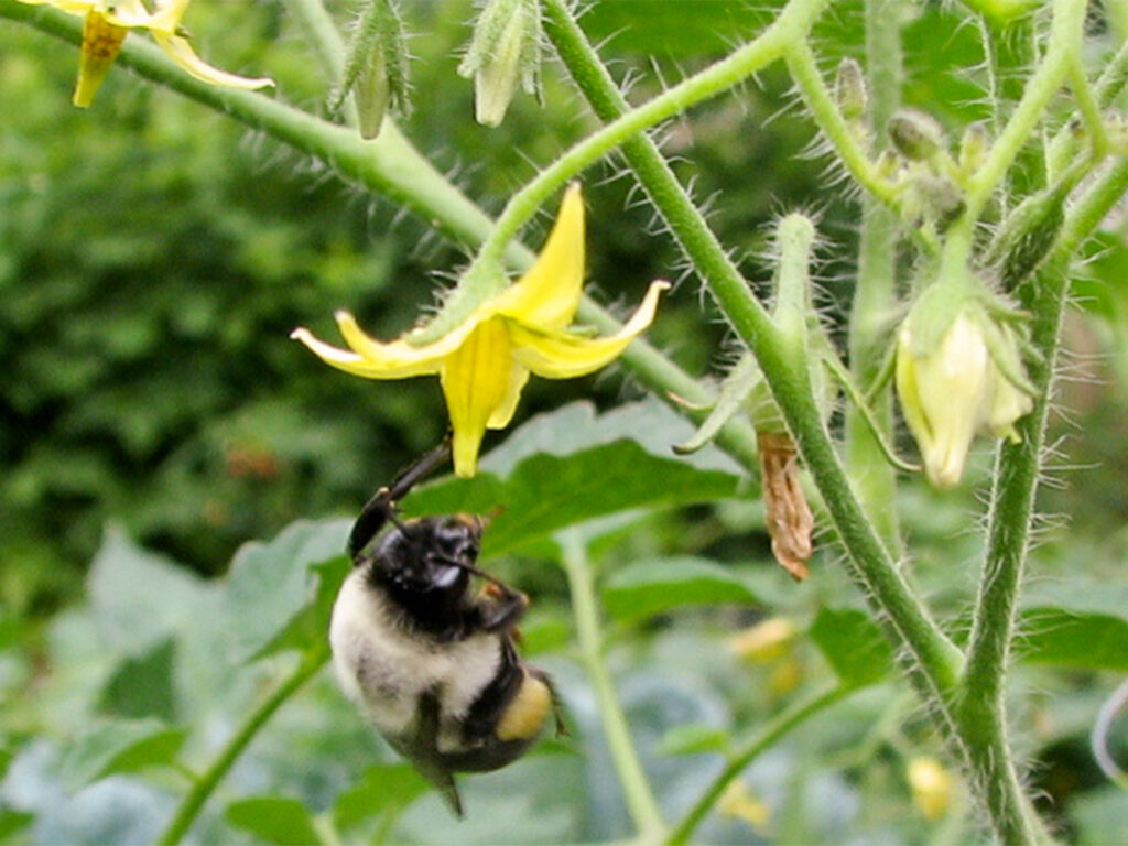 Bumblebee pollinating tomatoes