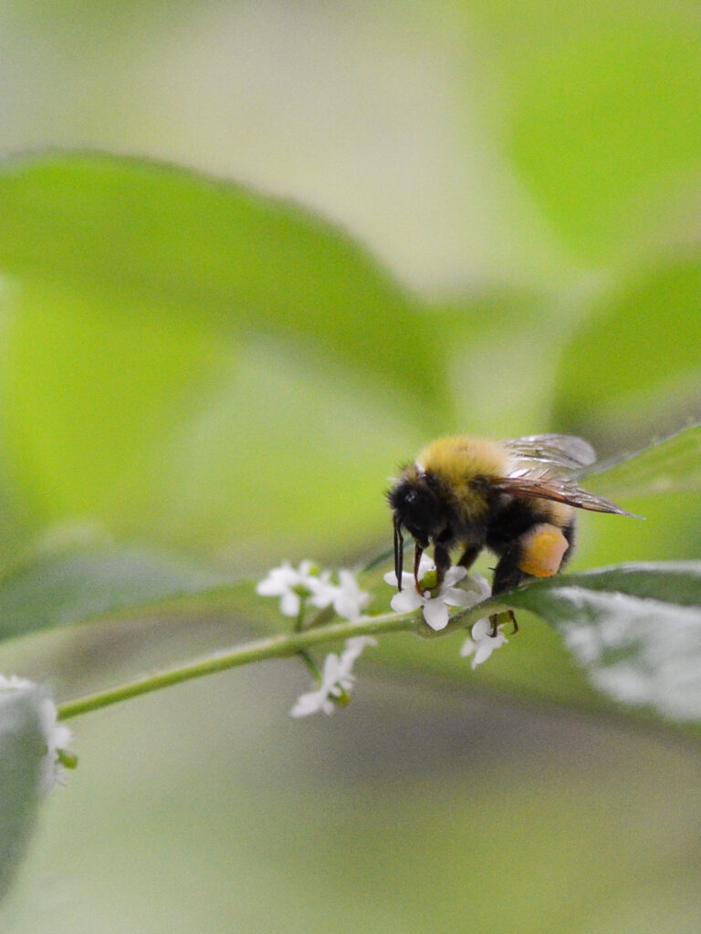 Bumble bee pollinating winterberry flowers