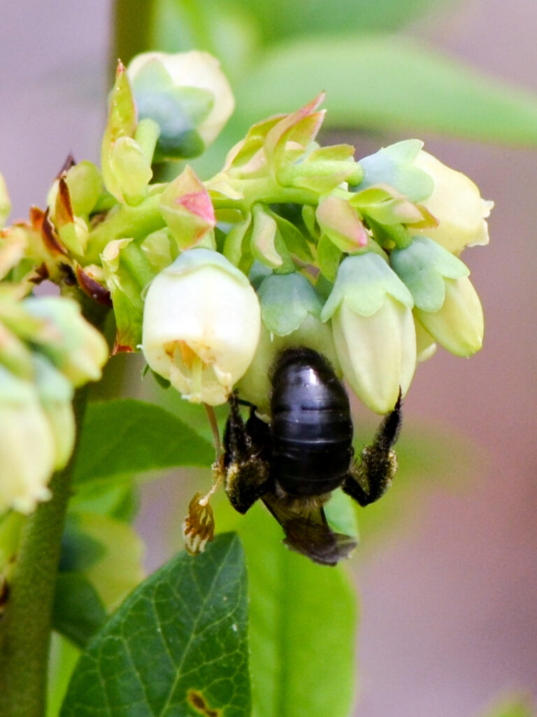 Carpenter bee and blueberries