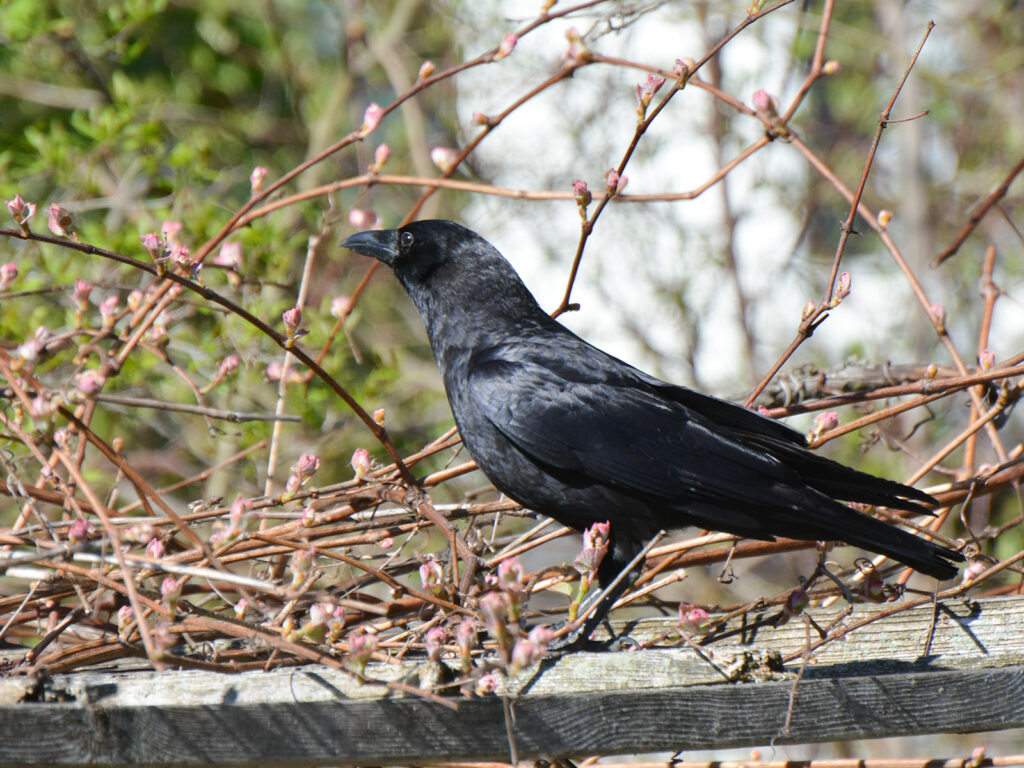 Crow on our grape arbor