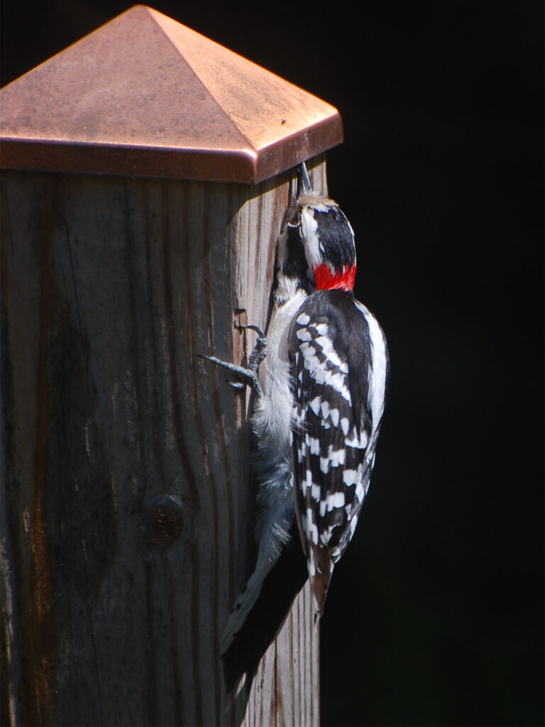 A downy woodpecker getting ants