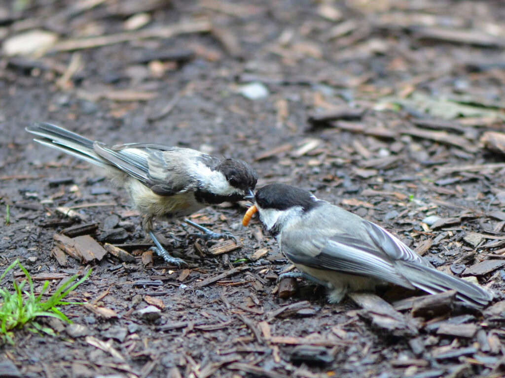 Feeding a mealworm to a baby chickadee