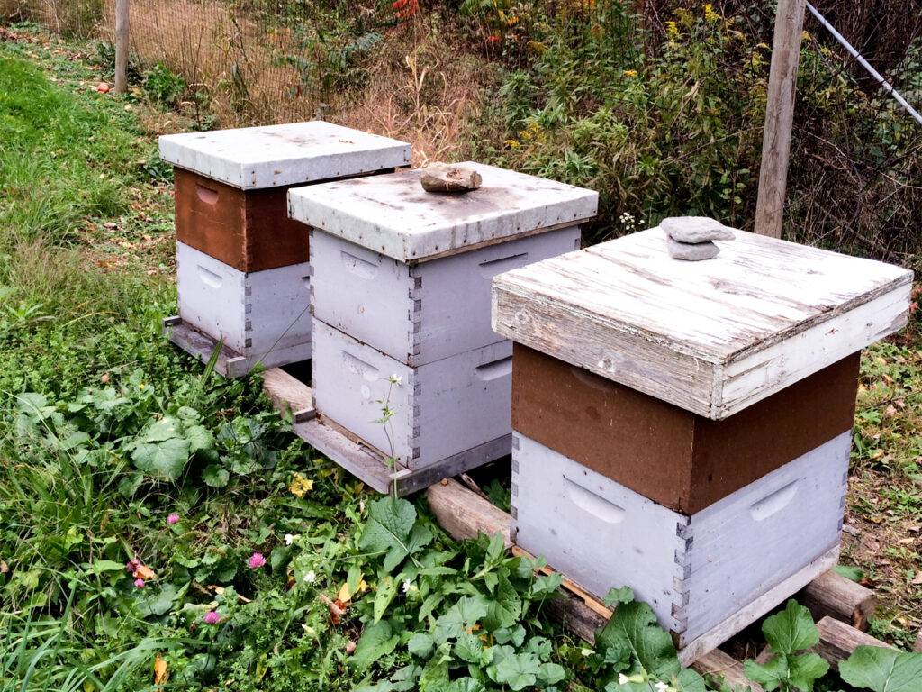 Honeybee hives at a local orchard