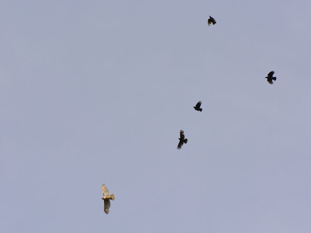 Crows mobbing a hawk