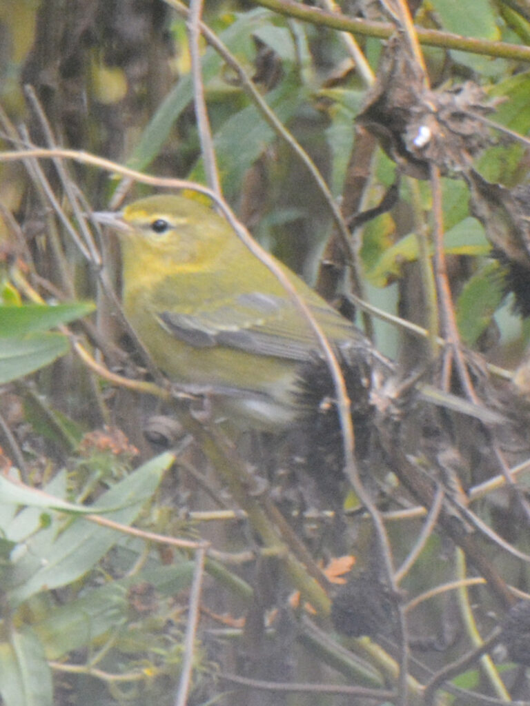 Orange-crowned warbler