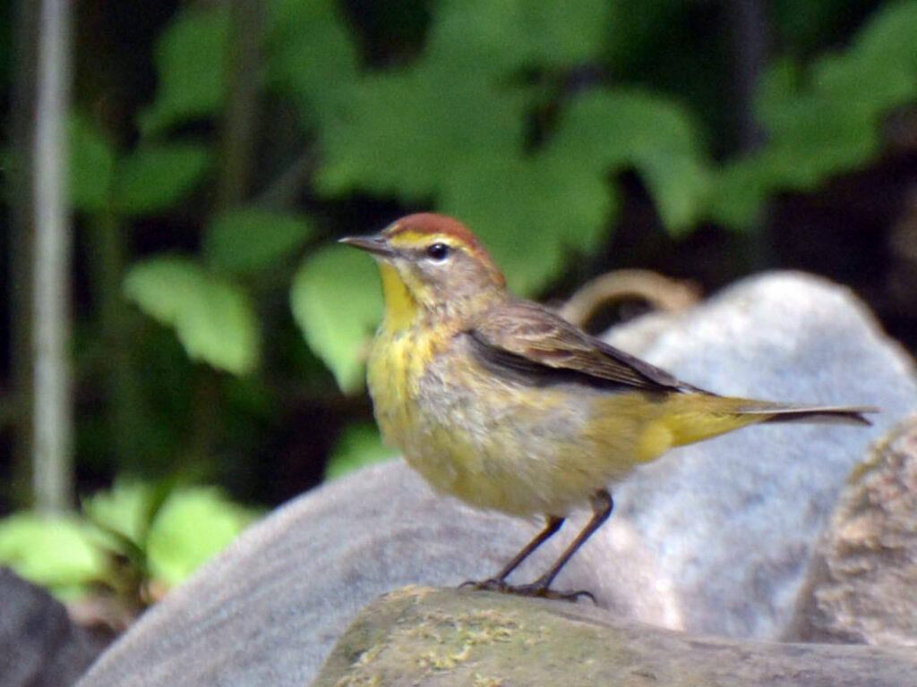 Palm warbler