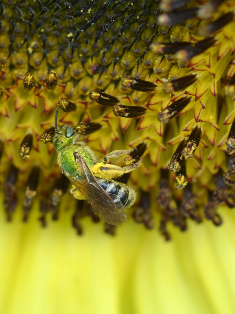 Sweat bee collecting pollen