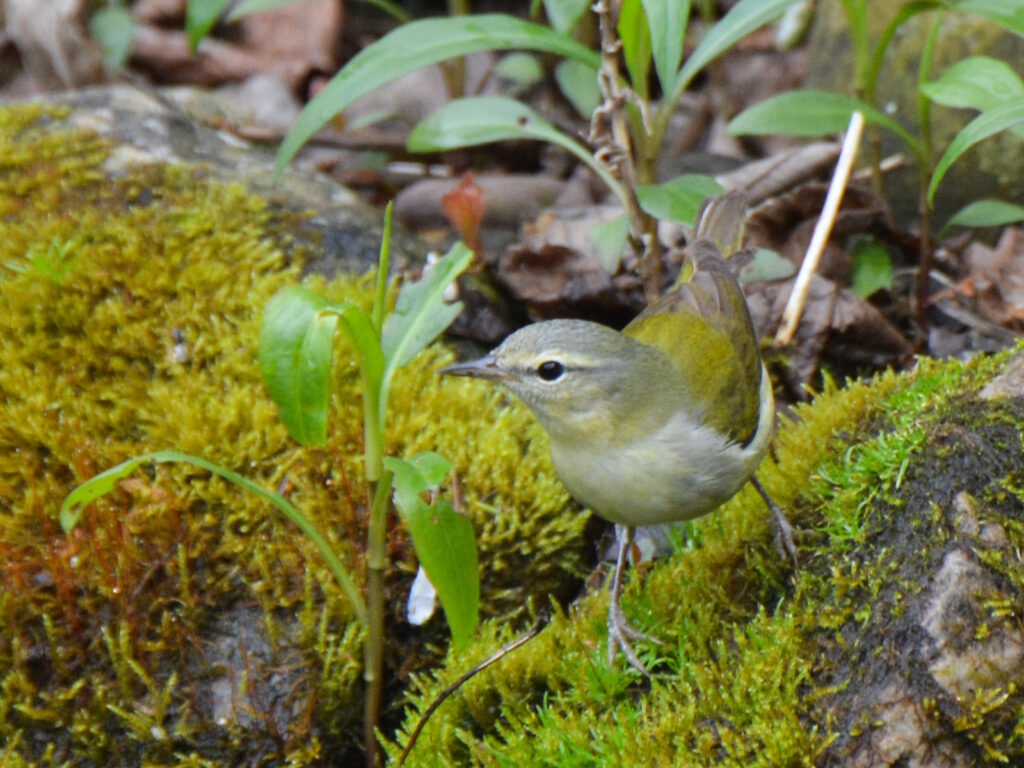 Tennessee warbler