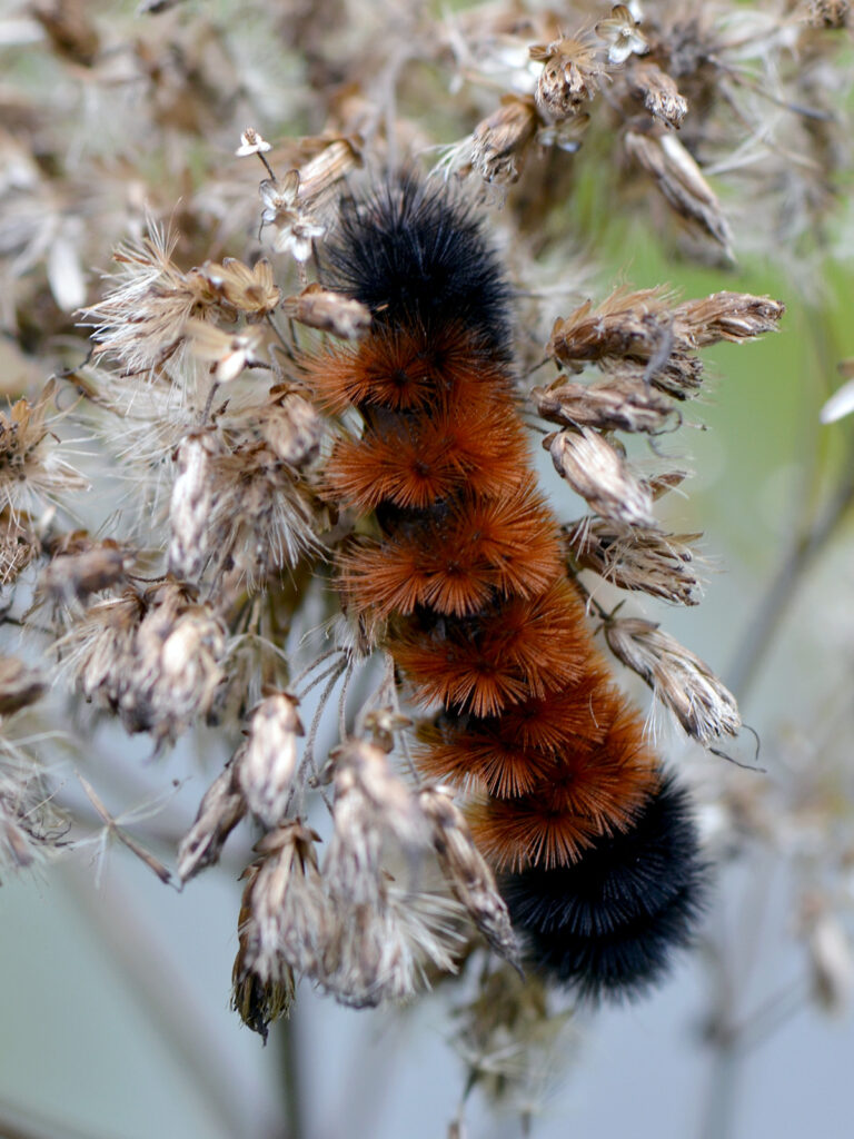 Wooly bear caterpillar