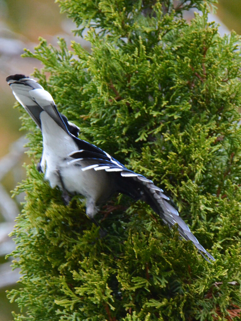 Blue jay caching peanuts in arborvitae