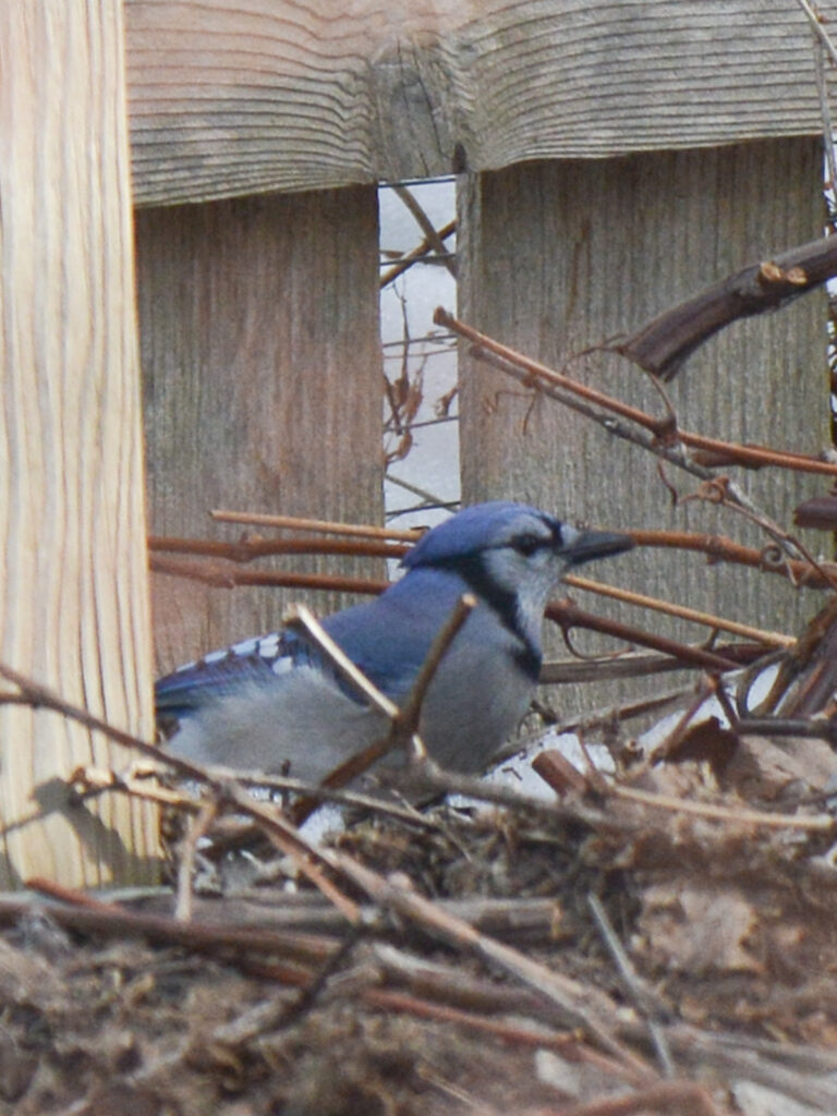 Blue jay caching peanuts in soil