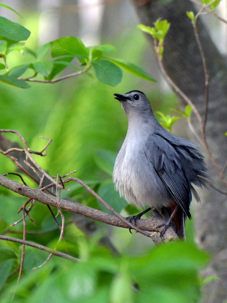 Catbird defensive behavior