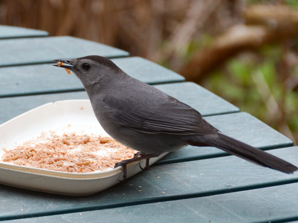 Catbird returns in the spring