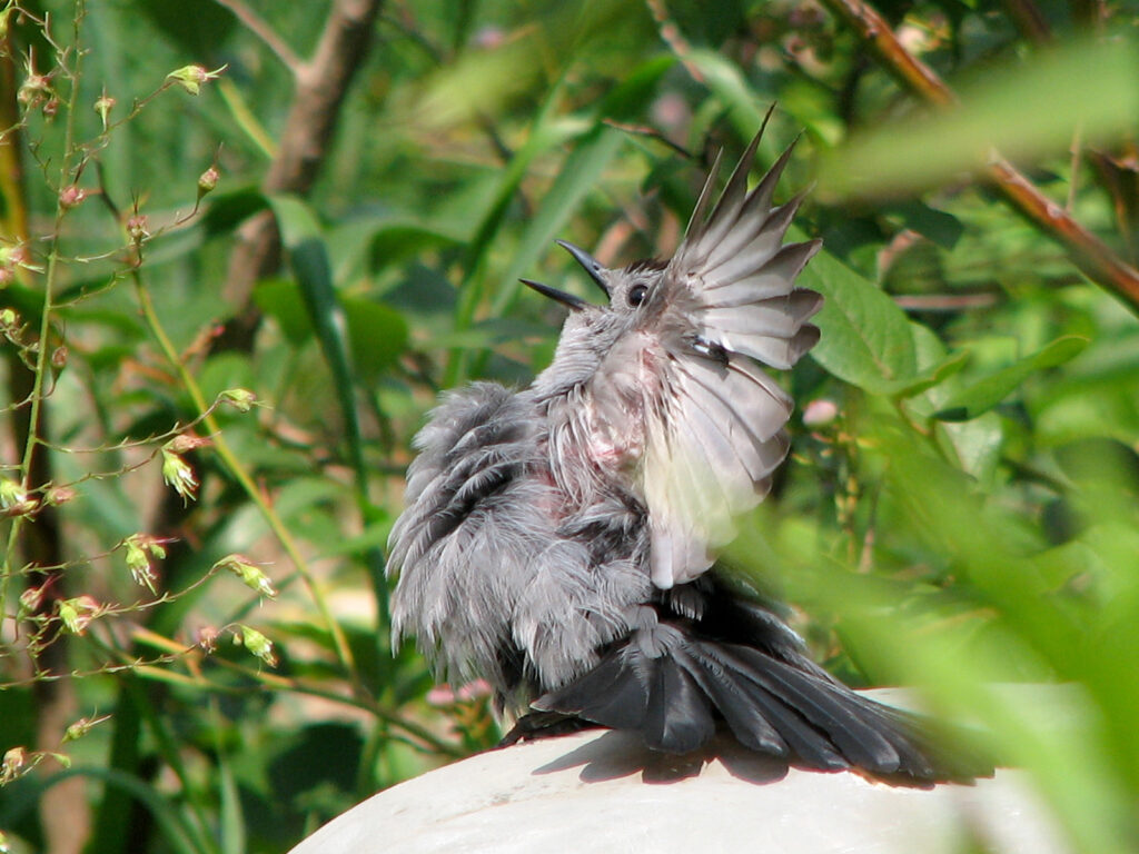 Catbird sunning himself on a ceramic stand